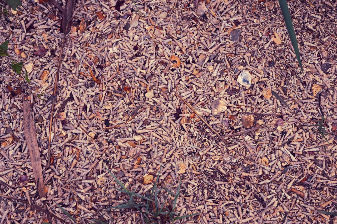 42110.jpg